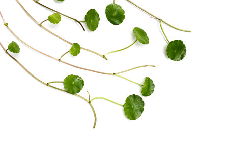 Fresh centella asiatica leaves. Gotu kola herb plantの写真素材