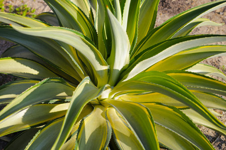 Variegated Agave americana (Century Plant) showing its striped leaves.の写真素材