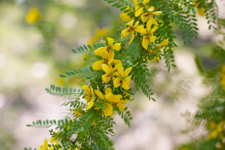 Bright yellow flowers and pinnate leaves of a Senna species, possibly Desert Cassia (Senna polyphylla).の写真素材