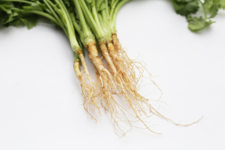 Fresh coriander (cilantro) with roots, a key ingredient in many Asian cuisines.の写真素材