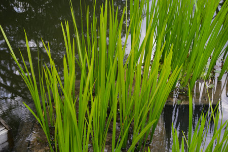 Leaves of Acorus calamus, also known as Sweet Flag, growing in water