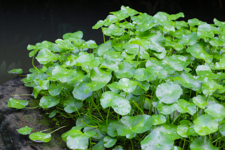 Rounded leaves of pennywort plant in pondの写真素材