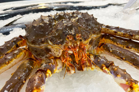 A red king crab on ice.の写真素材