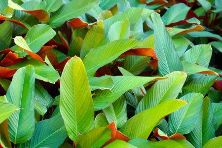 Stromanthe sanguinea plant in the garden