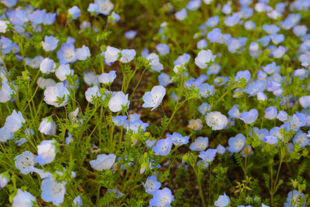 Nemophila flower, The Expo 70 Commemorative Park, Osaka, Japanの写真素材