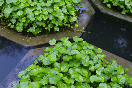 Rounded leaves of pennywort plant in pondの写真素材