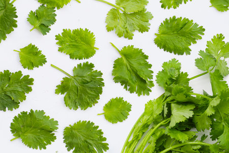 Fresh organic coriander, vegetables and herbsの写真素材