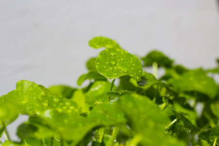 Centella asiatica leaves, covered in water droplets.の写真素材