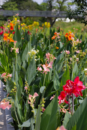 Canna lilies stand tall in a sunlit garden. Colorful blossomsの写真素材