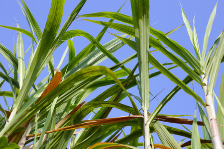 Sugar cane plants, sugar cane field