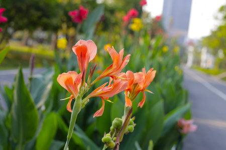 Beautiful canna flower with green leaves in the gardenの写真素材