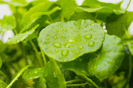 Centella asiatica leaves, covered in water droplets.の写真素材