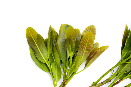 Young leaves of cashew treeの写真素材