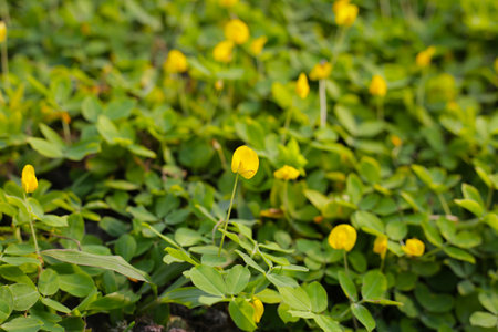 Arachis pintoi with yellow flowerの写真素材