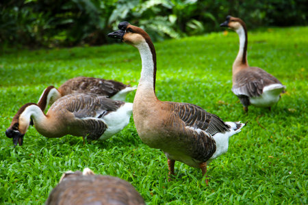 A group of geese on a lush green lawnの写真素材