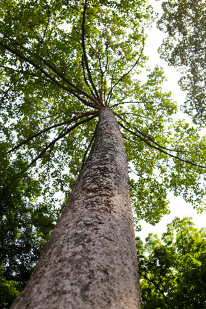 Looking up from down tree, Dipterocarpus tree, Big tree in Vietnam