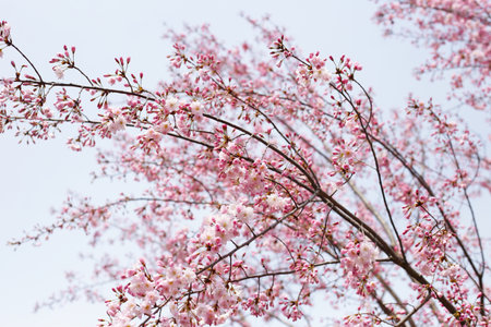 Branches of sakura flowers, cherry blossom