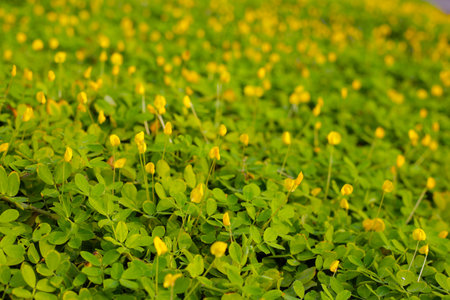 Arachis pintoi with yellow flower