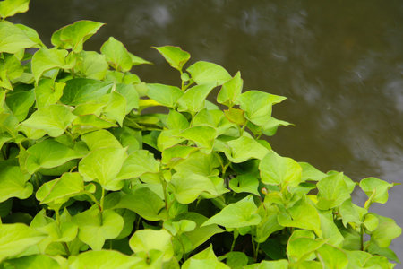Green leaves of houttuynia herb plantの写真素材