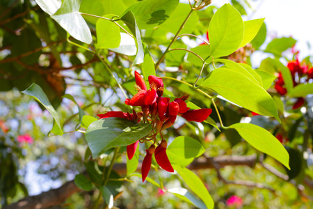 Erythrina crista galli red flowerの写真素材