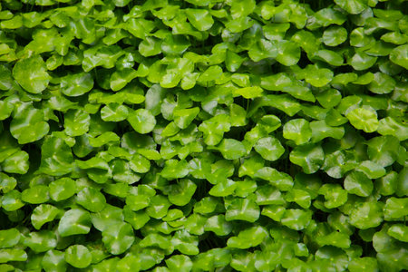 Green leaves of Centella asiatica, also known as Gotu Kola