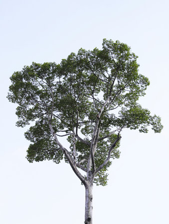 Looking up from down tree, Dipterocarpus tree, Big tree in Vietnamの写真素材