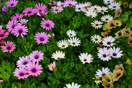 A variety of flowers in a vibrant and colorful flower garden in full bloom at a park in Japanの写真素材