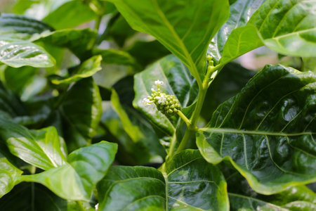 Great fruits on treeの写真素材