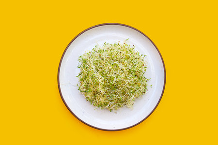 Fresh green sprouted alfalfa seeds