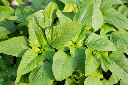 Green amaranth plant in the garden