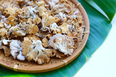 Splitgill mushroom or schizophyllum commune mushroom