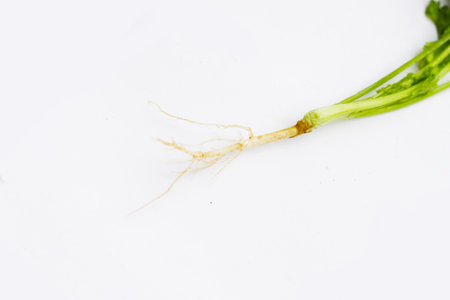 Fresh organic coriander, vegetables and herbsの写真素材