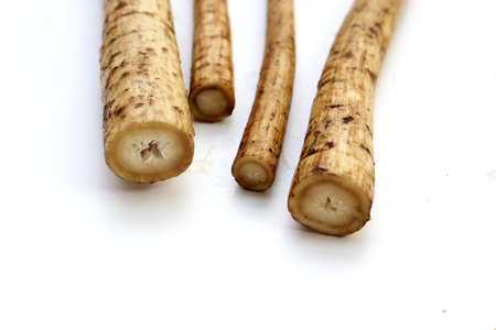 Fresh burdock roots or gobo rootsの写真素材