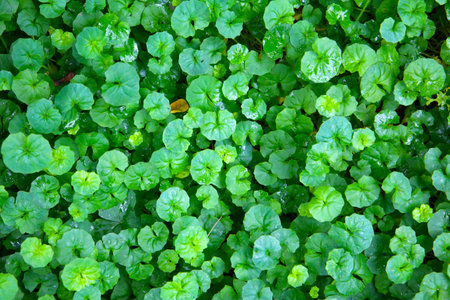 Viola hederacea or Viola Banksii
