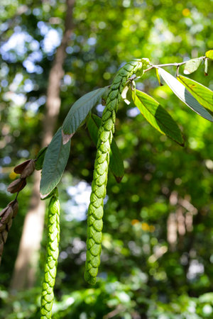 Long pendant seed structures of Phyllodium pulchellum hanging from leafy branches