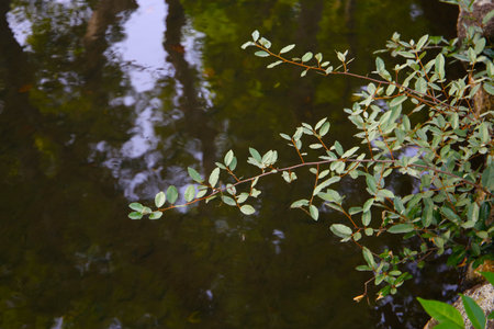 Komatsugawa Sakaigawa Water Park in Tokyo, Japanの写真素材
