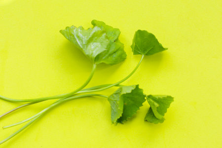 Gotu kola, fresh green leaves