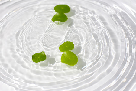 Green centella leaves floating gently in clear rippling water.の写真素材