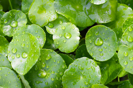 Green leaves of centella asiatica with rain drop (Gotu Kola) Fresh herb plant