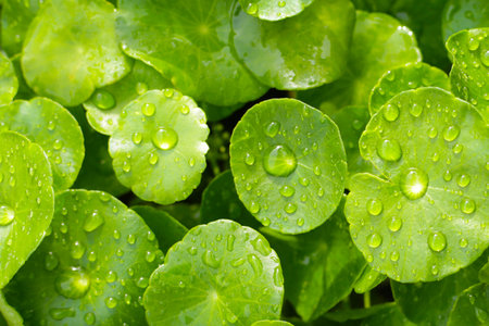 Green leaves of centella asiatica with rain drop (Gotu Kola) Fresh herb plant