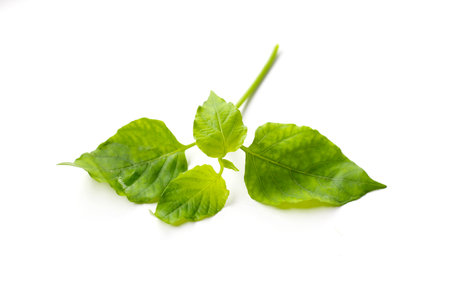 Fresh Sweet Ivy leaves for cooking, Asystasia gangetica (L.).