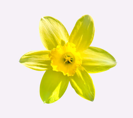 Yellow flower day lilies Hemerocallis macro isolated on whiteの写真素材
