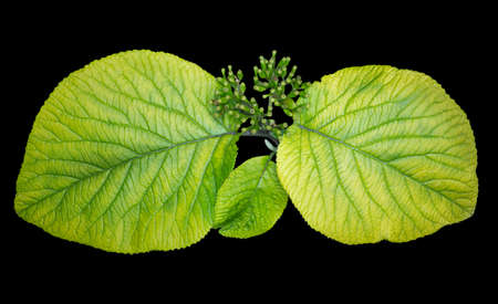 Bright green leaves in the garden macro background isolated on blackの写真素材