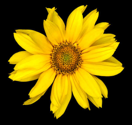 Yellow flower of a decorative sunflower Helinthus isolated on blackの写真素材