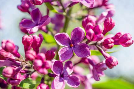 Green branch with spring rose lilac flowers macro photography
