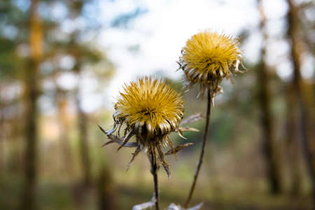 Yellow flower with sharp leaves in the forestの写真素材