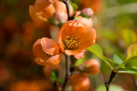Orange flower on a bushの写真素材