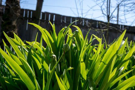 Fresh grass in the yard