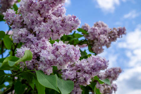 Bunch of purple lilacs on background blue sky
