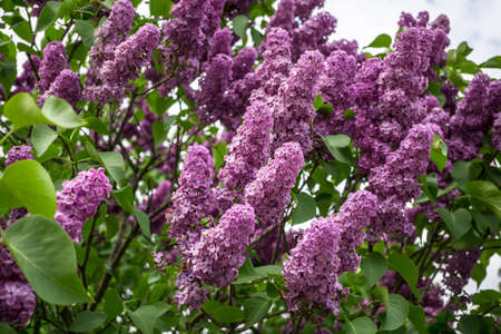 Bunch of purple lilacs on background blue sky